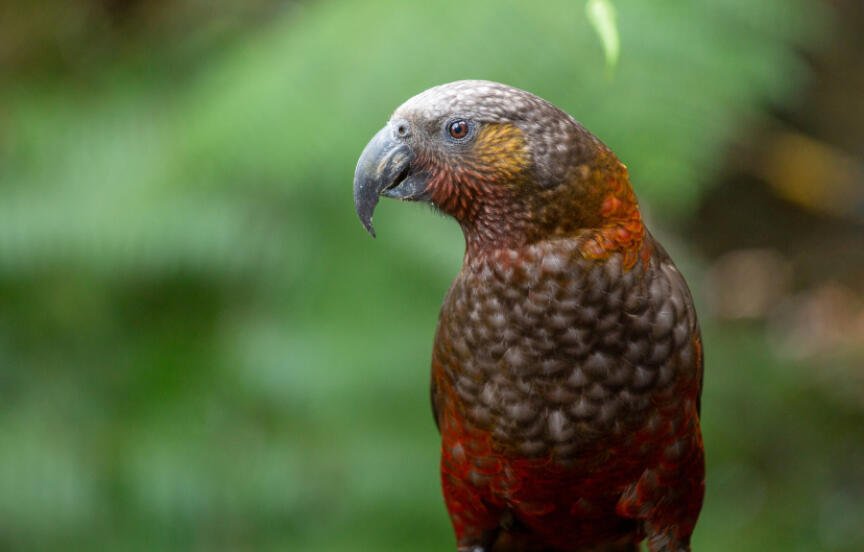 The Feathery Neighbours